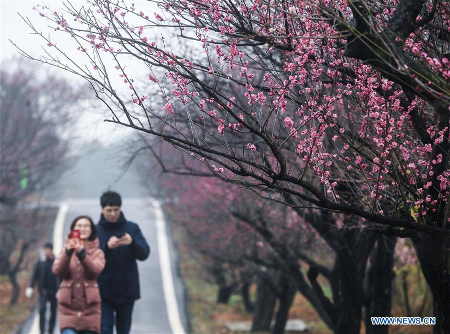 CHINA-ZHEJIANG-CHANGXING-PLUM BLOSSOM (CN)