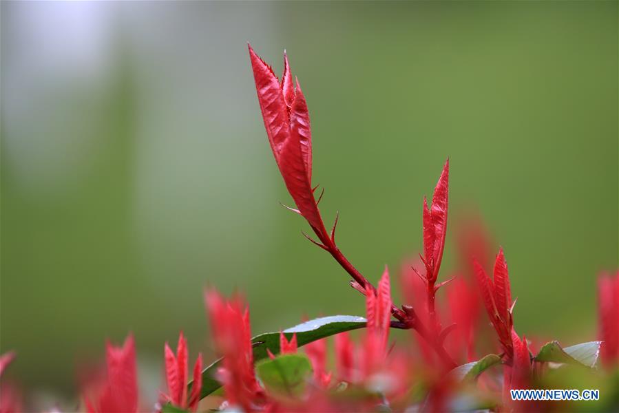 #CHINA-GUIZHOU-BIJIE-SPRING LEAVES (CN)