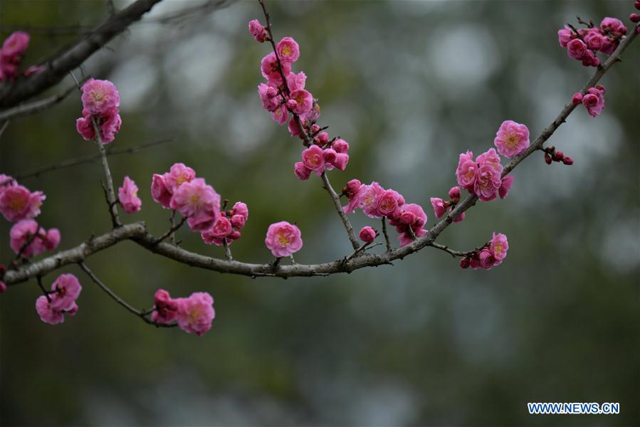 #CHINA-HUBEI-ENSHI-SPRING-FLOWERS (CN)