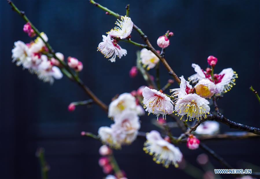 #CHINA-JIANGSU-TAIZHOU-PLUM FLOWERS (CN)