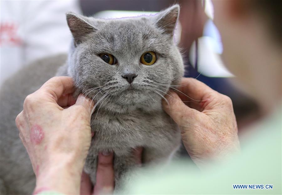 CROATIA-ZAGREB-INTERNATIONAL CAT EXHIBITION