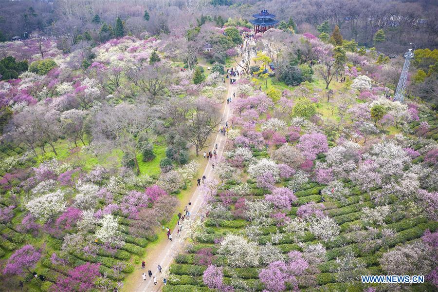 #CHINA-JIANGSU-NANJING-SPRING-FLOWERS (CN)