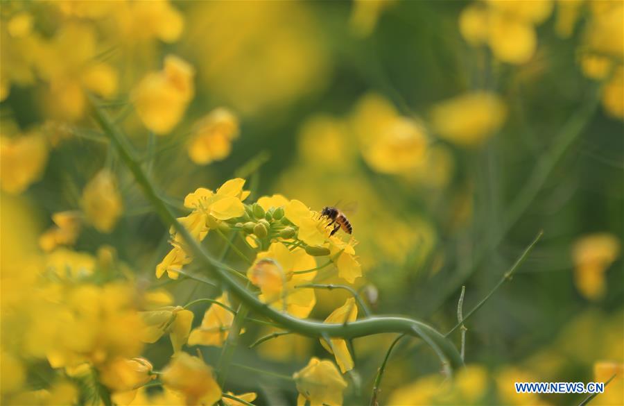 #CHINA-SPRING-SCENERY (CN)