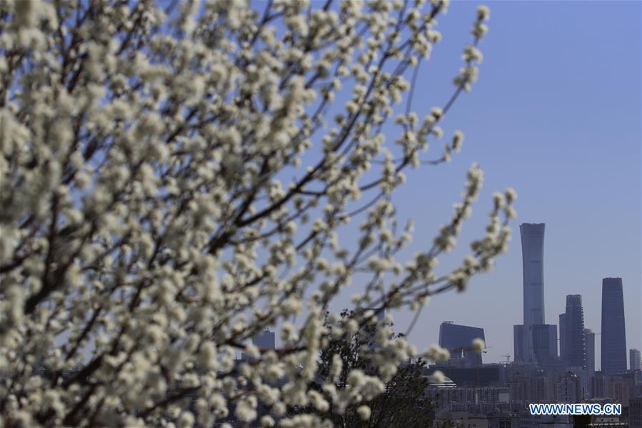 #CHINA-BEIJING-PEACH BLOSSOMS (CN)