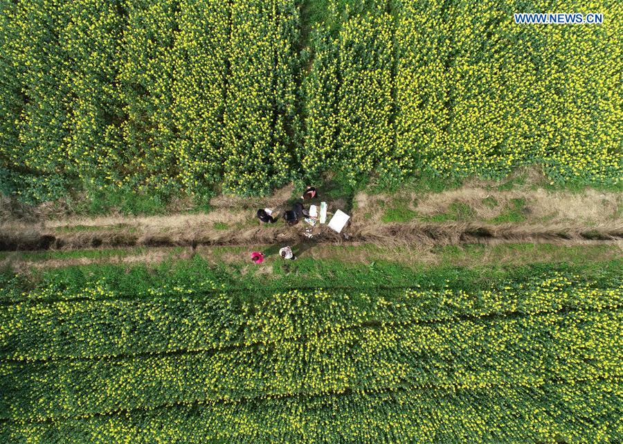 CHINA-JIANGXI-RAPESEED FIELDS (CN)