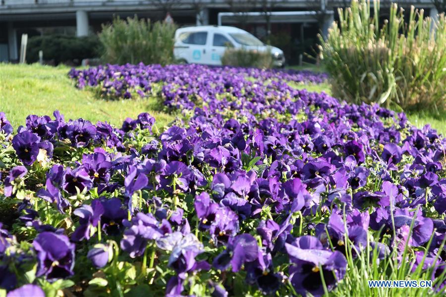 TURKEY-ISTANBUL-FLOWERS