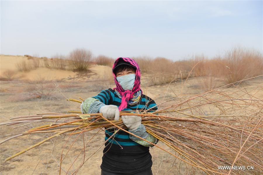 CHINA-INNER MONGOLIA-ORDOS-DESERTIFICATION CURBING (CN)