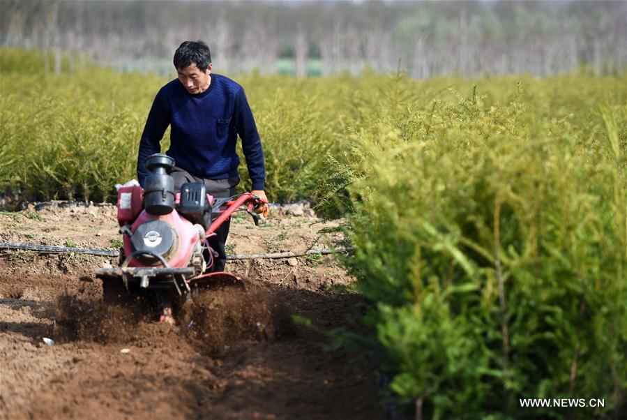 CHINA-GANSU-HUIXIAN-POVERTY ALLEVIATION-TREE NURSERY (CN)