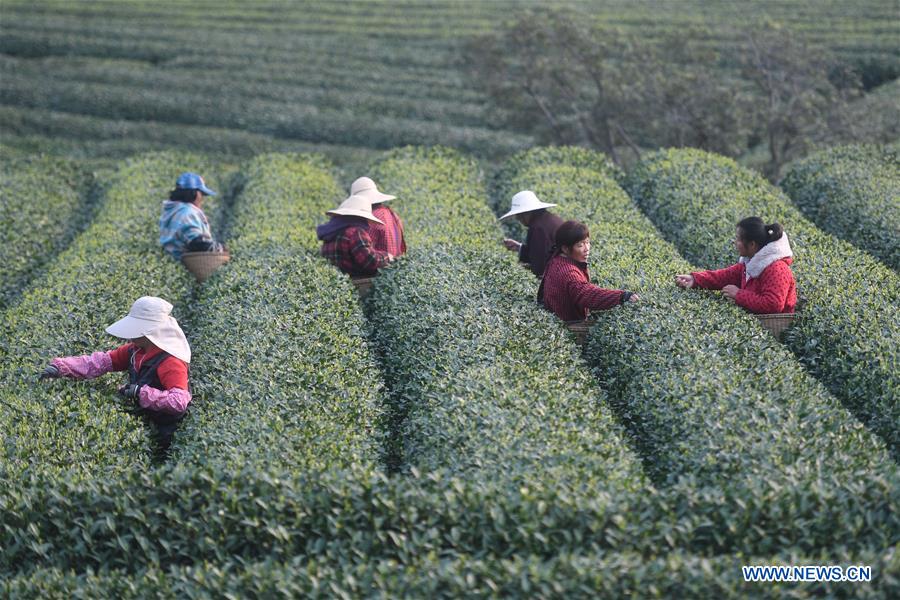 CHINA-HANGZHOU-TEA-PICKING (CN)