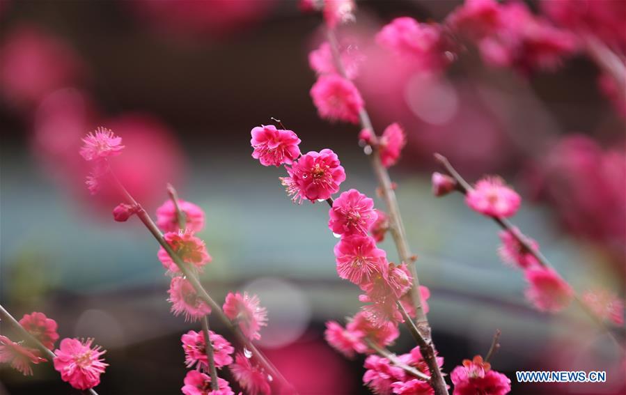 #CHINA-SHANDONG-SPRING-FLOWERS (CN)