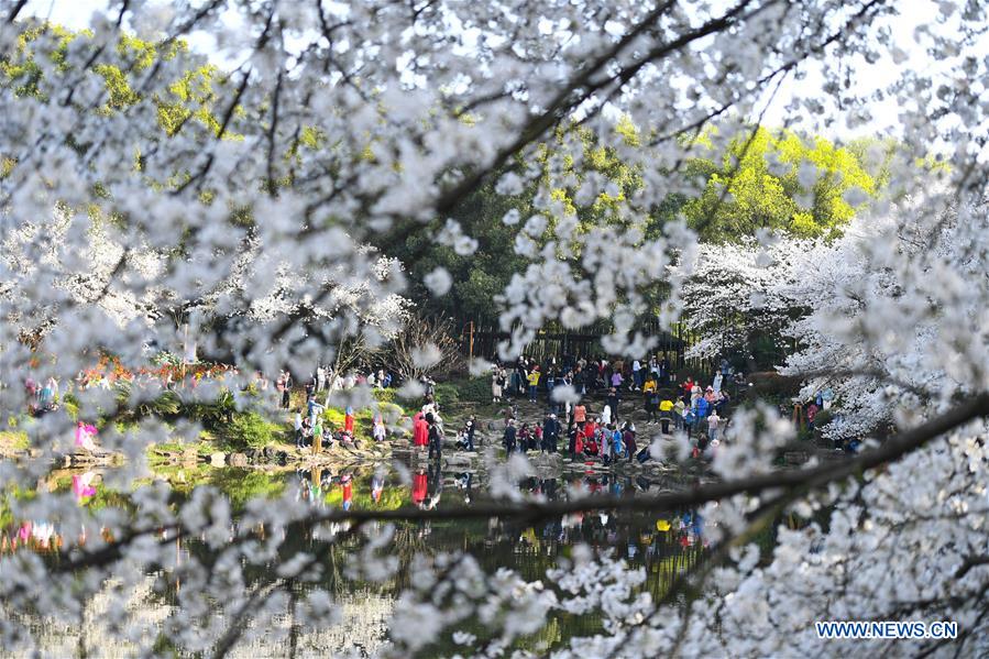 CHINA-CHANGSHA-CHERRY BLOSSOMS (CN)