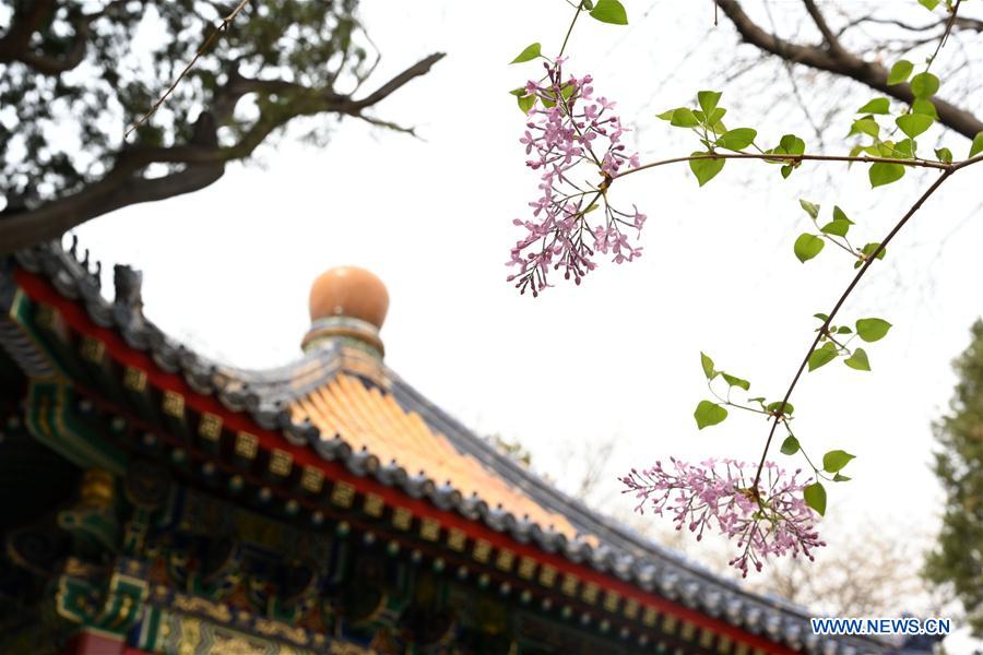 (InPalaceMuseum)CHINA-BEIJING-PALACE MUSEUM-FLOWERS (CN)