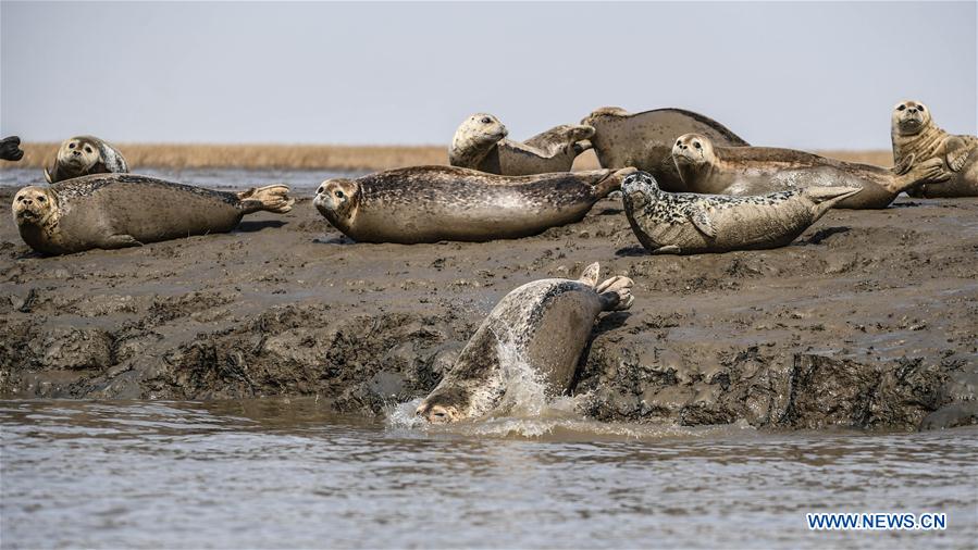 CHINA-LIAONING-PANJIN-SPOTTED SEALS (CN)