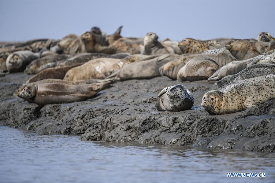 CHINA-LIAONING-PANJIN-SPOTTED SEALS (CN)