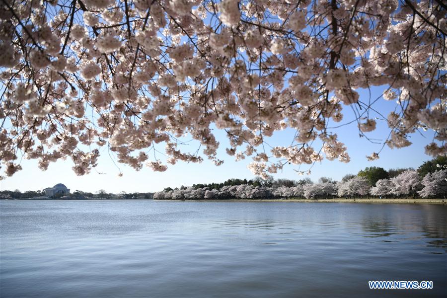 U.S.-WASHINGTON D.C.-CHERRY BLOSSOM