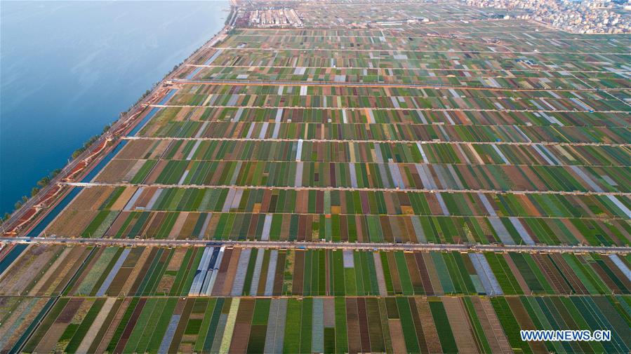 CHINA-YUNNAN-TONGHAI-FIELDS (CN)