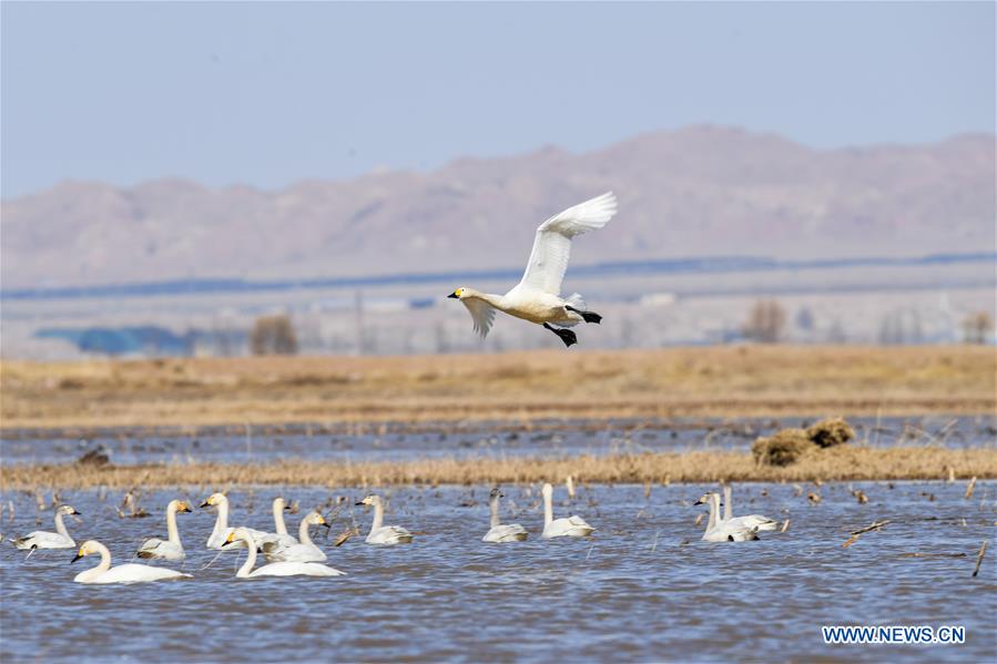 CHINA-INNER MONGOLIA-HANGJIN BANNER-SWAN (CN)