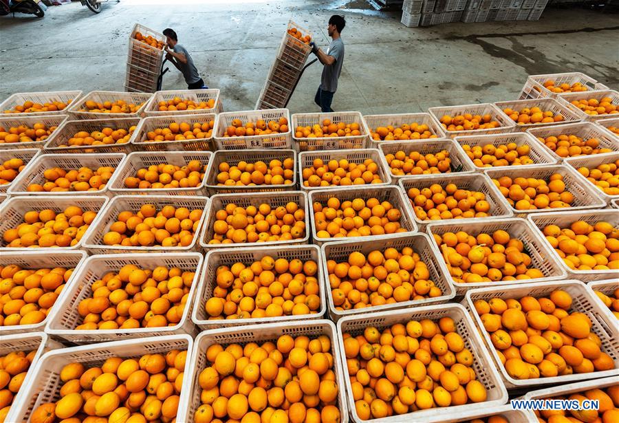 #CHINA-HUBEI-YICHANG-SPRING-NAVEL ORANGE-PRODUCTION (CN)