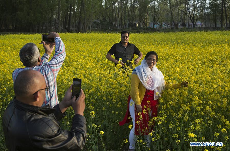 KASHMIR-SRINAGAR-MUSTARD BLOSSOM SCENERY