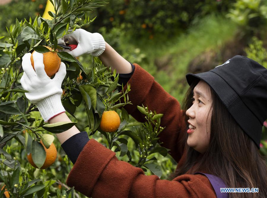 #CHINA-HUBEI-YICHANG-NAVEL ORANGE (CN)