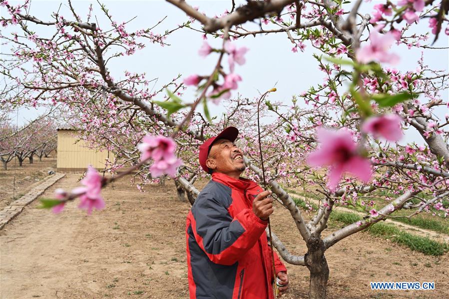 CHINA-HEBEI-SHENZHOU-PEACH BLOSSOMS (CN)