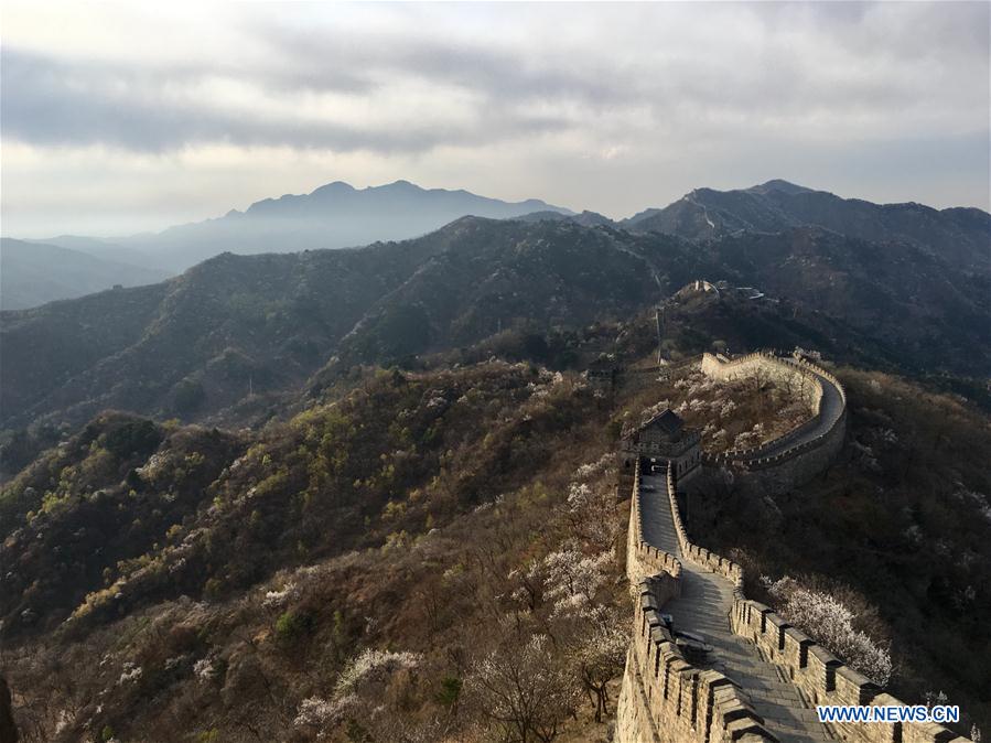 (Beijingcandid)CHINA-BEIJING-GREAT WALL-SPRING SCENERY (CN)