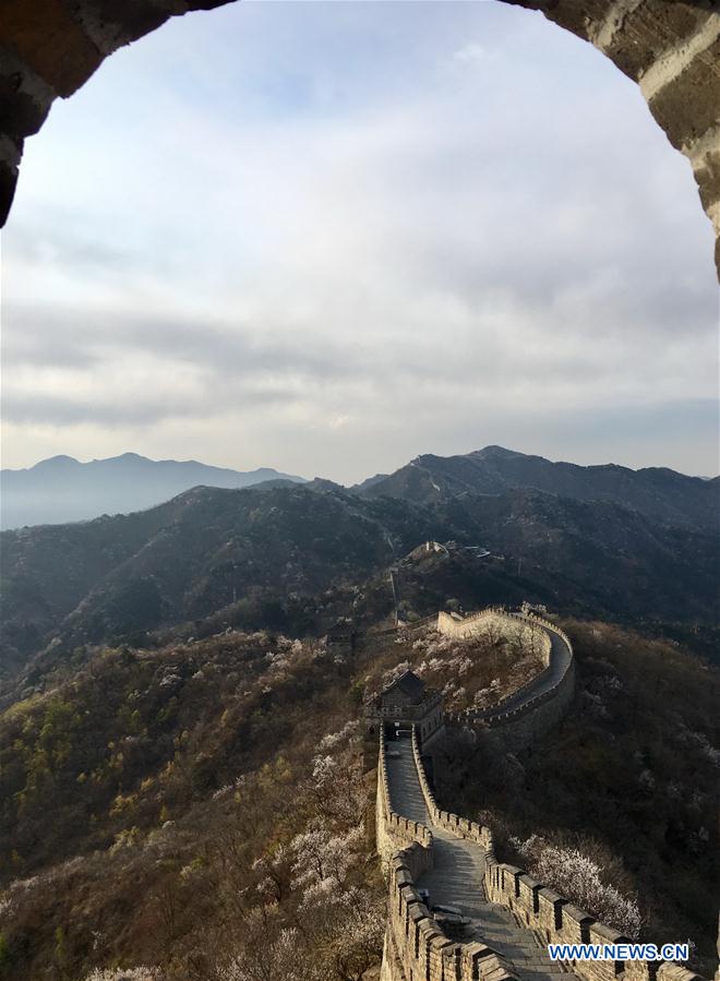 (Beijingcandid)CHINA-BEIJING-GREAT WALL-SPRING SCENERY (CN)