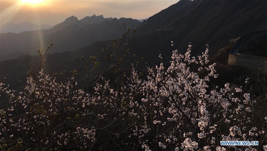 (Beijingcandid)CHINA-BEIJING-GREAT WALL-SPRING SCENERY (CN)