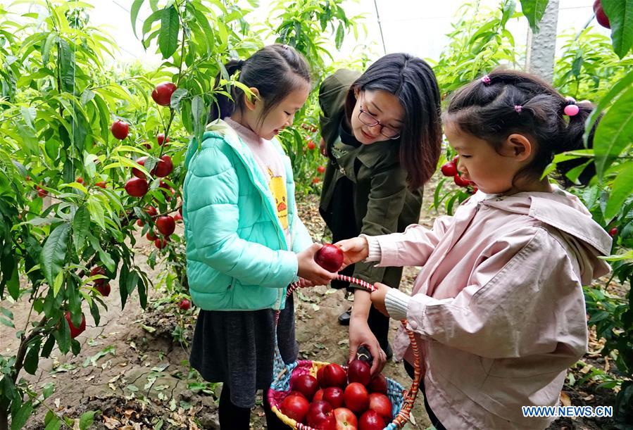 CHINA-HEBEI-AGRICULTURE-GREENHOUSES (CN)