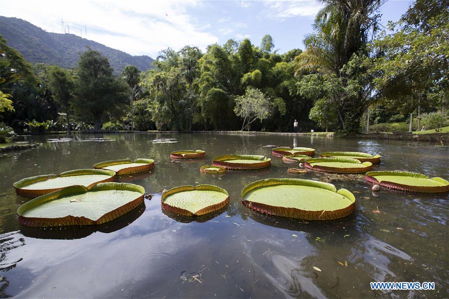 BRAZIL-RIO DE JANEIRO-BOTANICAL GARDEN