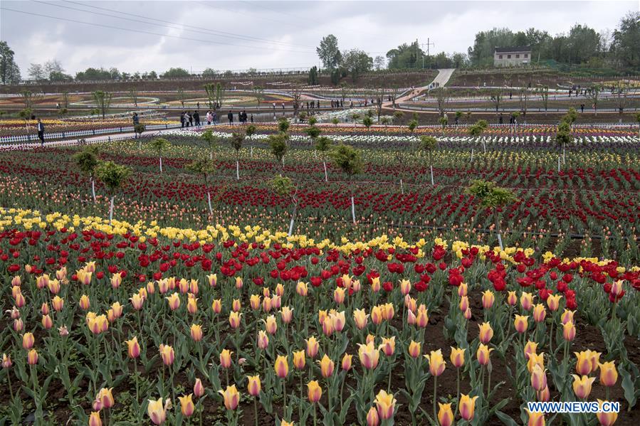 CHINA-SHAANXI-LUONAN-TULIP-TOURISM(CN)