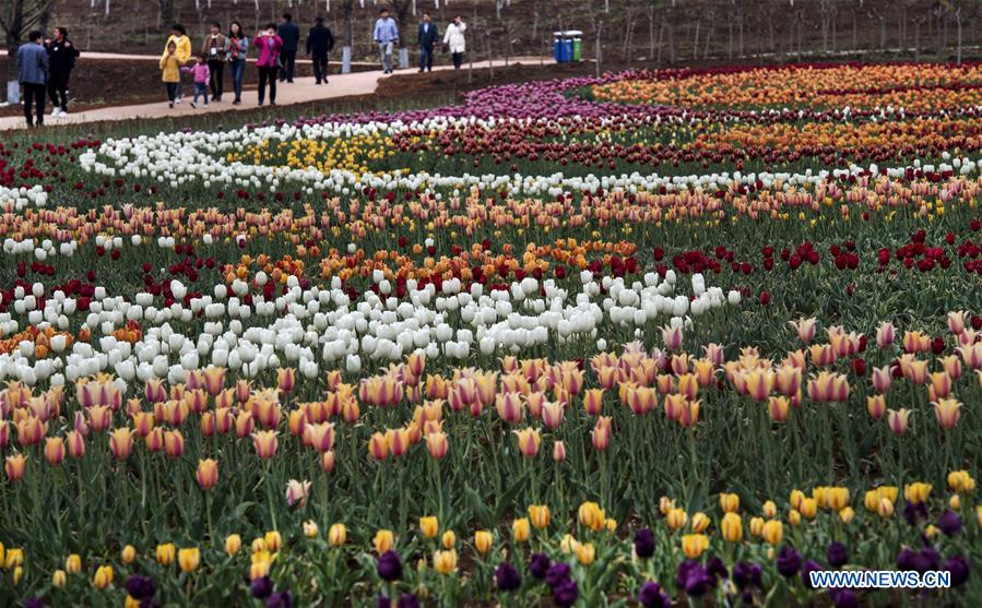 CHINA-SHAANXI-LUONAN-TULIP-TOURISM(CN)