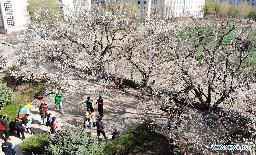 CHINA-HARBIN-APRICOT FLOWERS (CN)