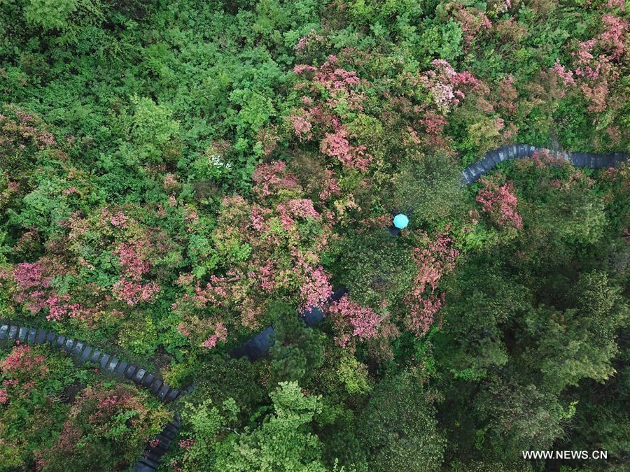 CHINA-ZHEJIANG-PAN'AN-FLOWERS (CN)