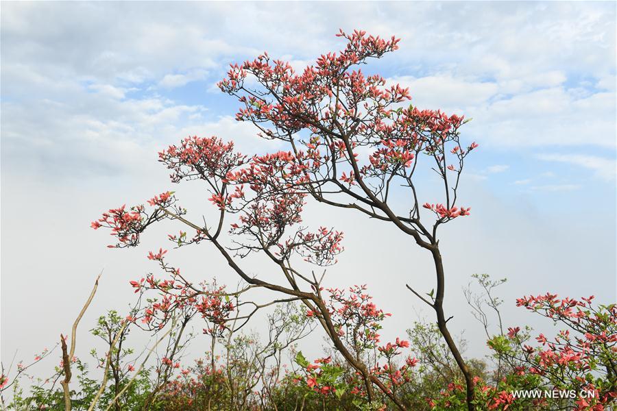 CHINA-ZHEJIANG-PAN'AN-FLOWERS (CN)