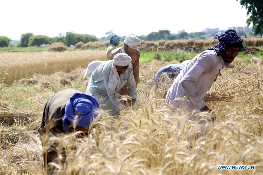 PAKISTAN-ISLAMABAD-WHEAT CROP-HARVEST