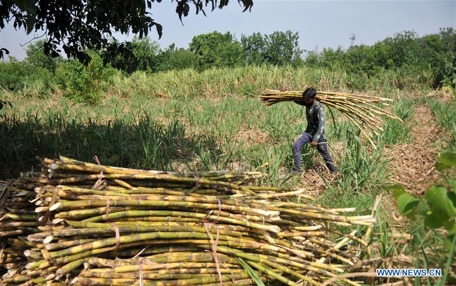 KASHMIR-JAMMU-SUGARCANE