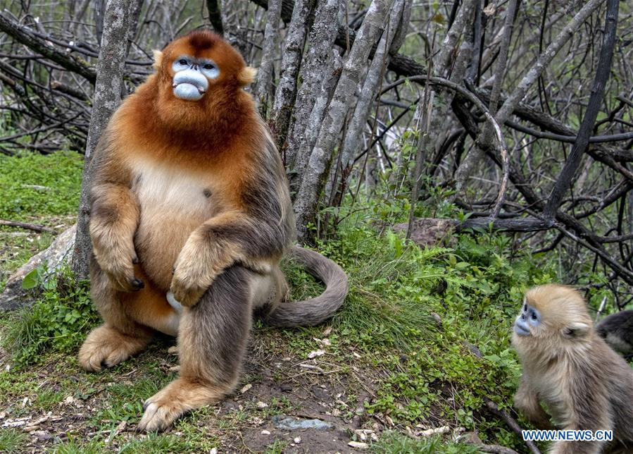 CHINA-HUBEI-SHENNONGJIA-GOLDEN MONKEY (CN)