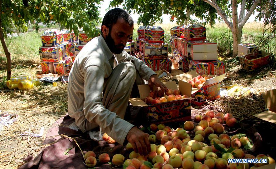 AFGHANISTAN-LAGHMAN-ECONOMY-AGRICULTURE