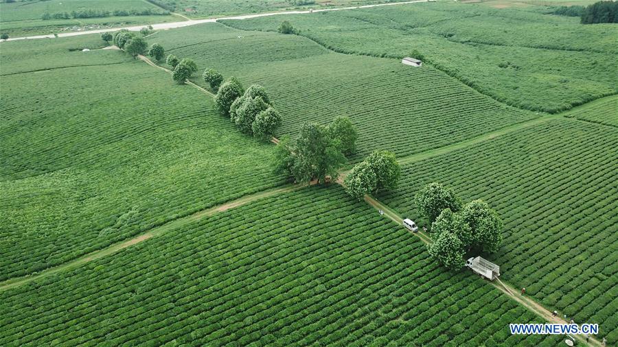 CHINA-GUIZHOU-TEA GARDEN (CN)