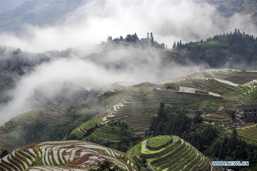 #CHINA-GUANGXI-TERRACED FIELD-SCENERY