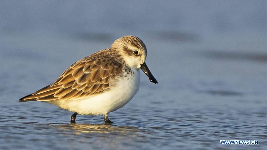 CHINA-FUJIAN-FUZHOU-MINJIANGKOU WETLAND-BIRDS (CN)