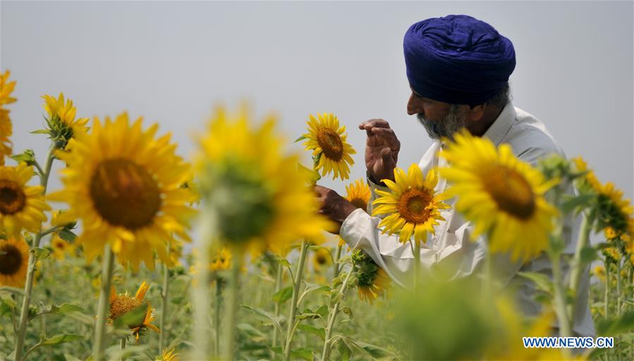 KASHMIR-JAMMU-SUNFLOWERS