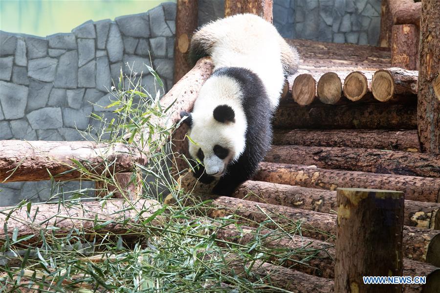 RUSSIA-MOSCOW-CHINA-PANDAS