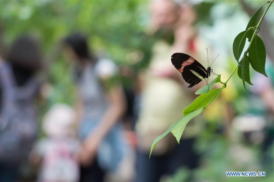 HUNGARY-BUDAPEST-ZOO-BUTTERFLY