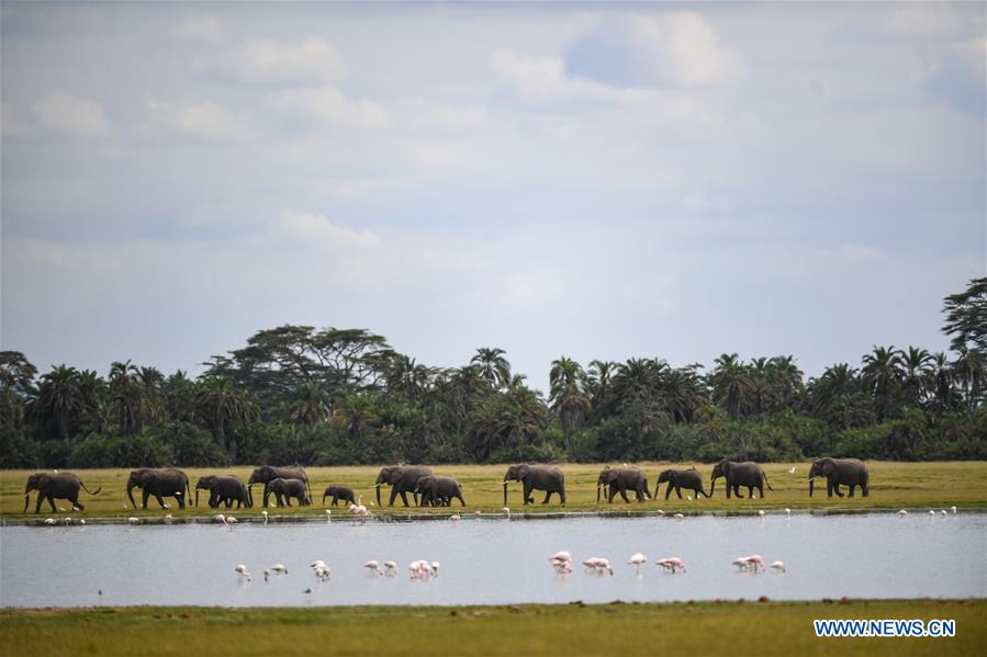 KENYA-AMBOSELI NATIONAL PARK-ANIMAL