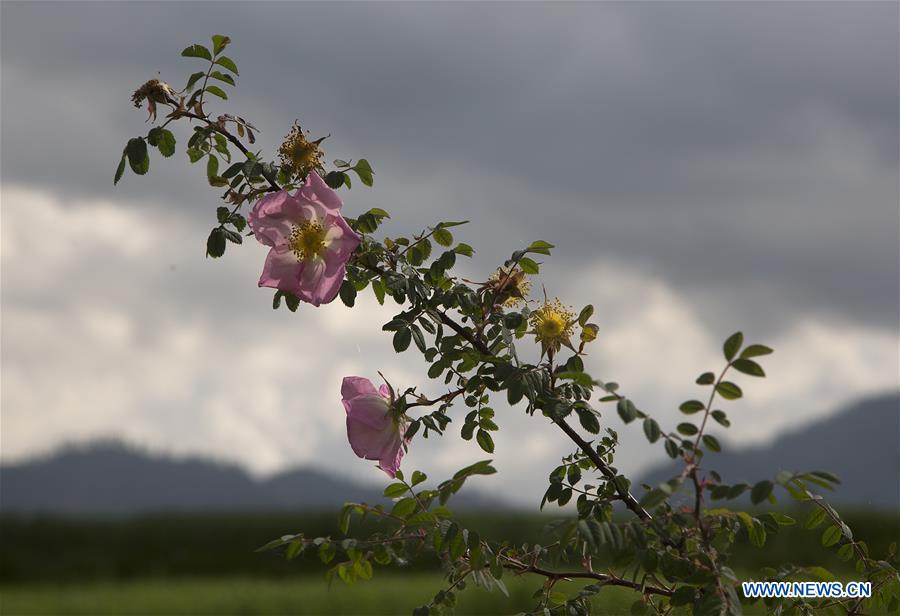 KASHMIR-SRINAGAR-AGRICULTURE