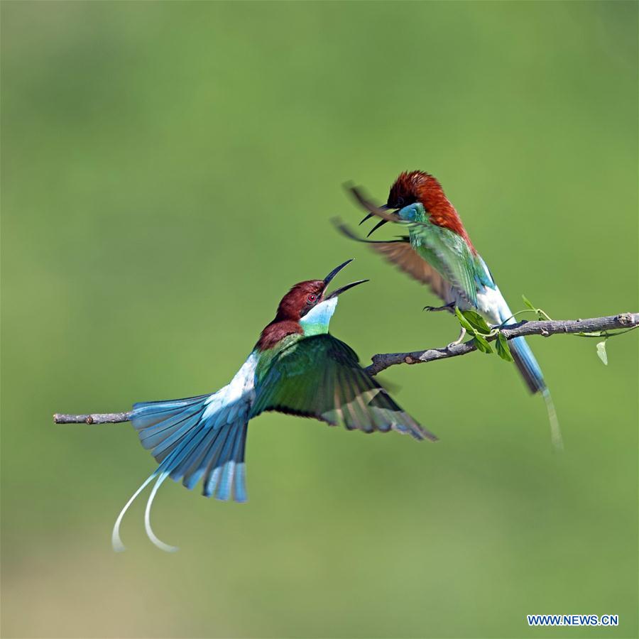 CHINA-FUJIAN-NANPING-BLUE-THROATED BEE EATERS (CN)