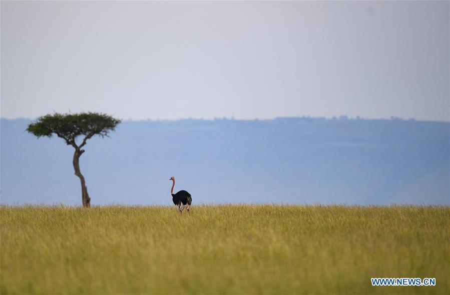 KENYA-MAASAI MARA-NATIONAL RESERVE