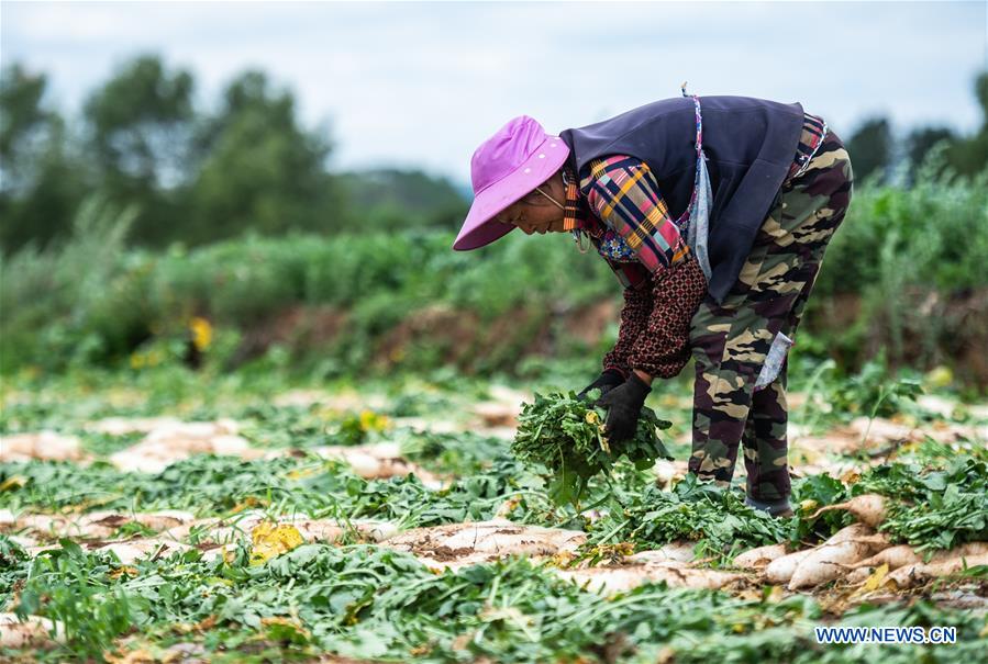 CHINA-SUMMER SOLSTICE-FARMING (CN)